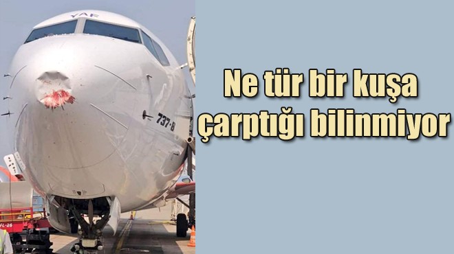 BOEING 737 MAX'E KUŞ ÇARPTI