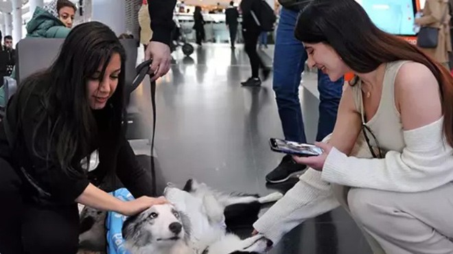 TERAPİ KÖPEKLERİ İSTANBUL HAVALİMANI NDA İŞ BAŞINDA