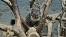 TURKISH CARGO KOALA YANİ’Yİ YENİ YUVASINA KAVUŞTURDU